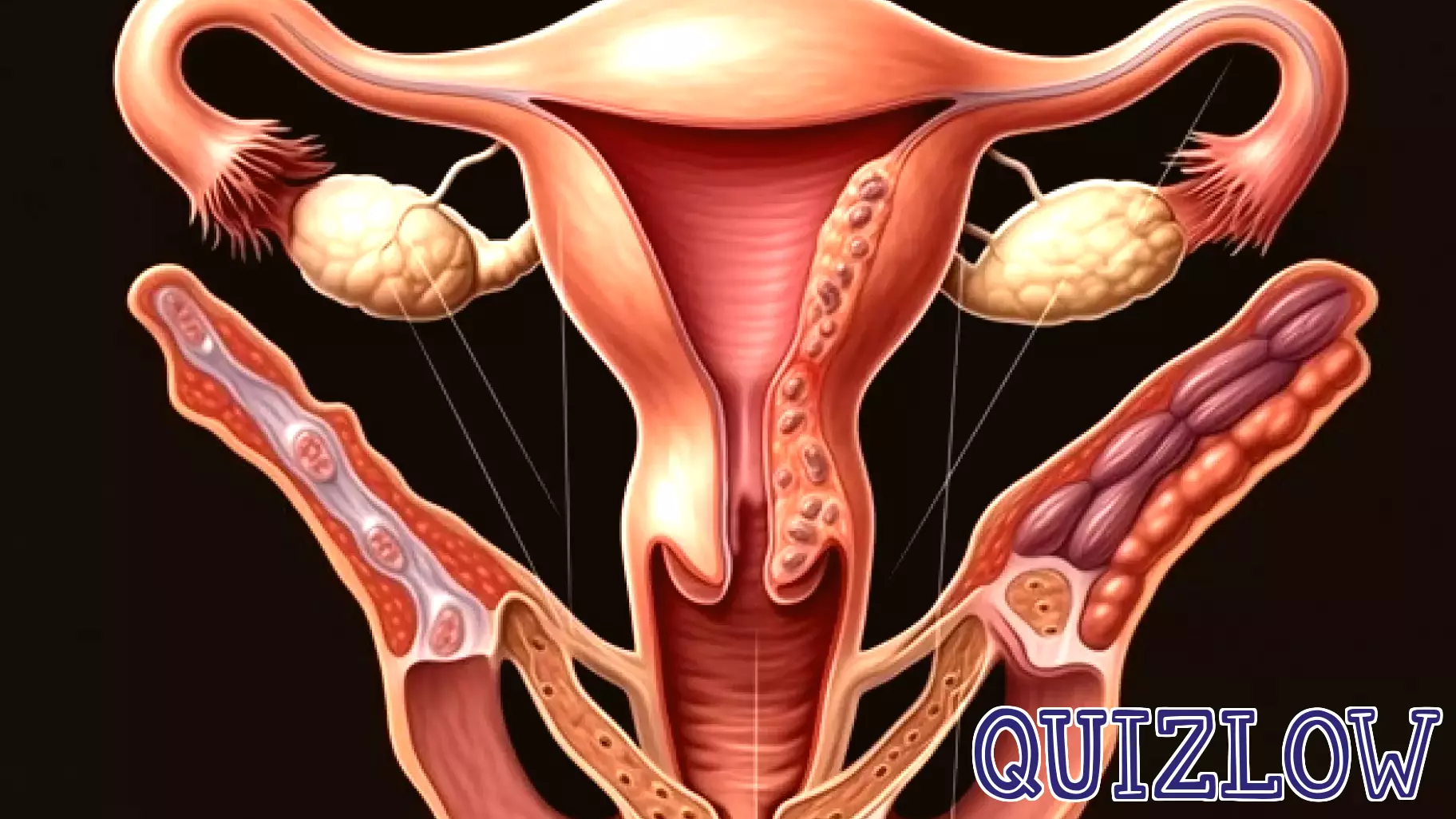 Call for Enhanced Menstrual Education in UK Schools