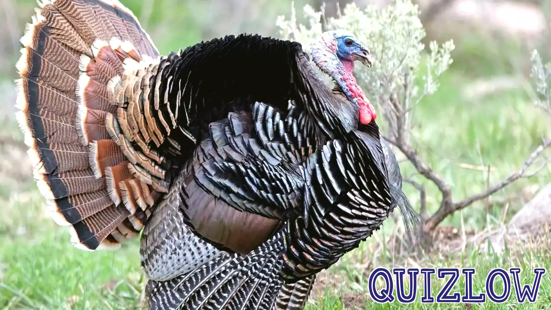 Discover Utah's Wild Turkeys at New Exhibit