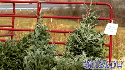 Buncombe County High Schools Spread Holiday Cheer While Teaching Agriculture Skills