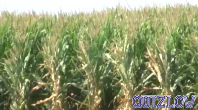 Support and Education for Caregivers of Farmers with Dementia in Central Illinois